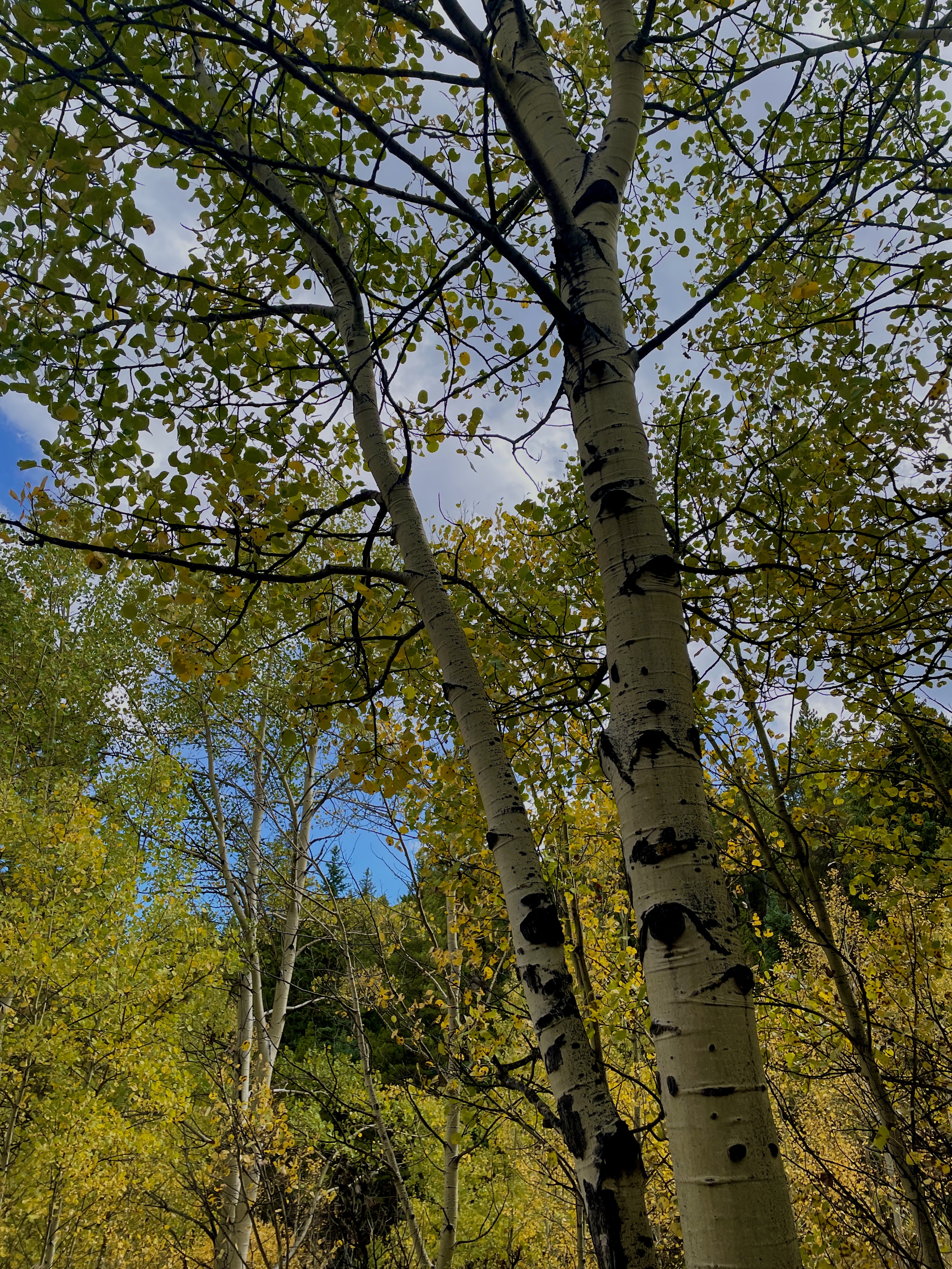 aspen trees