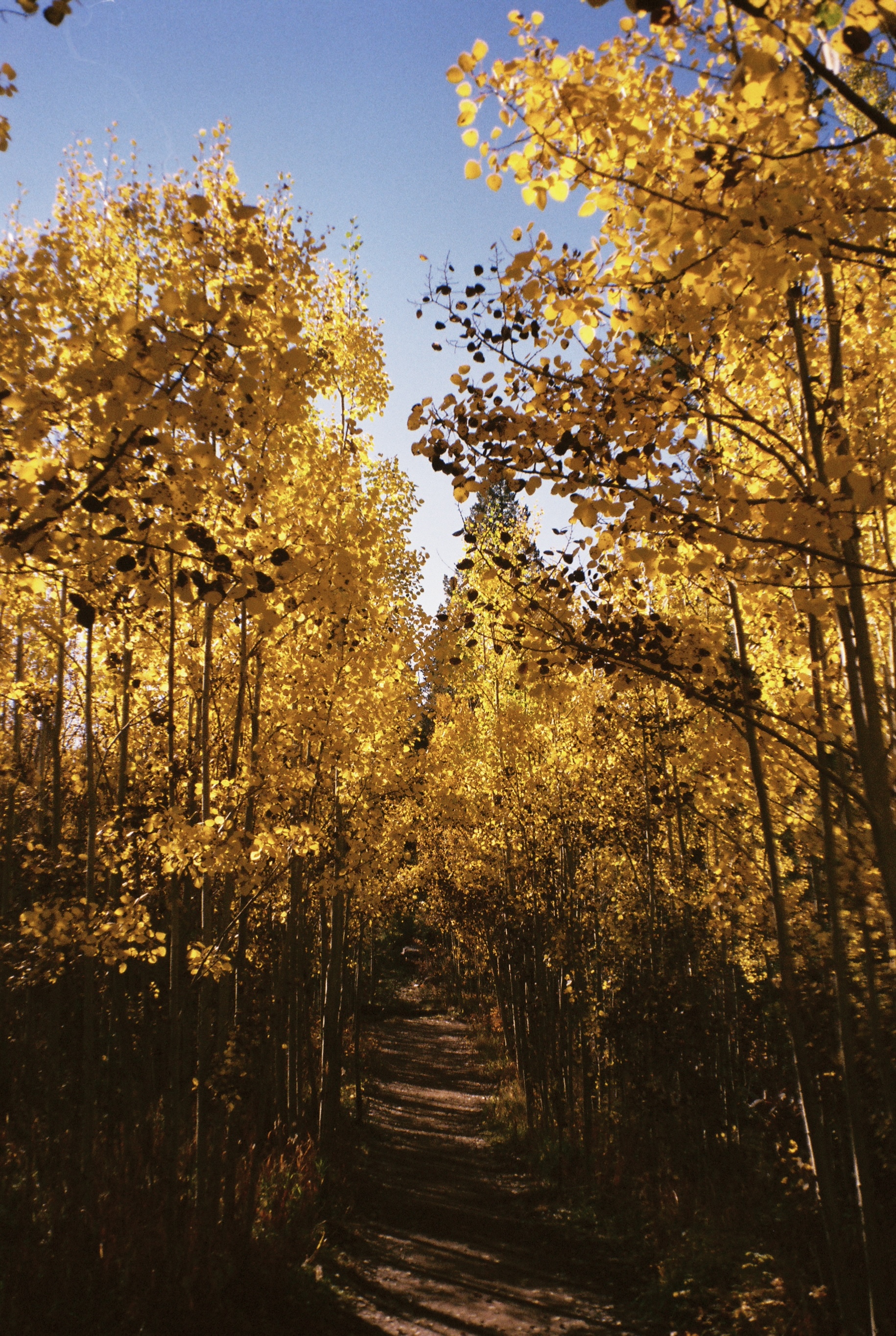 Fall colors in Golden