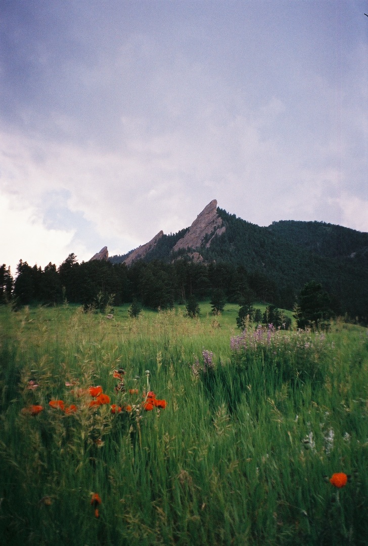 Wildflowers in front of Lake Isabelle