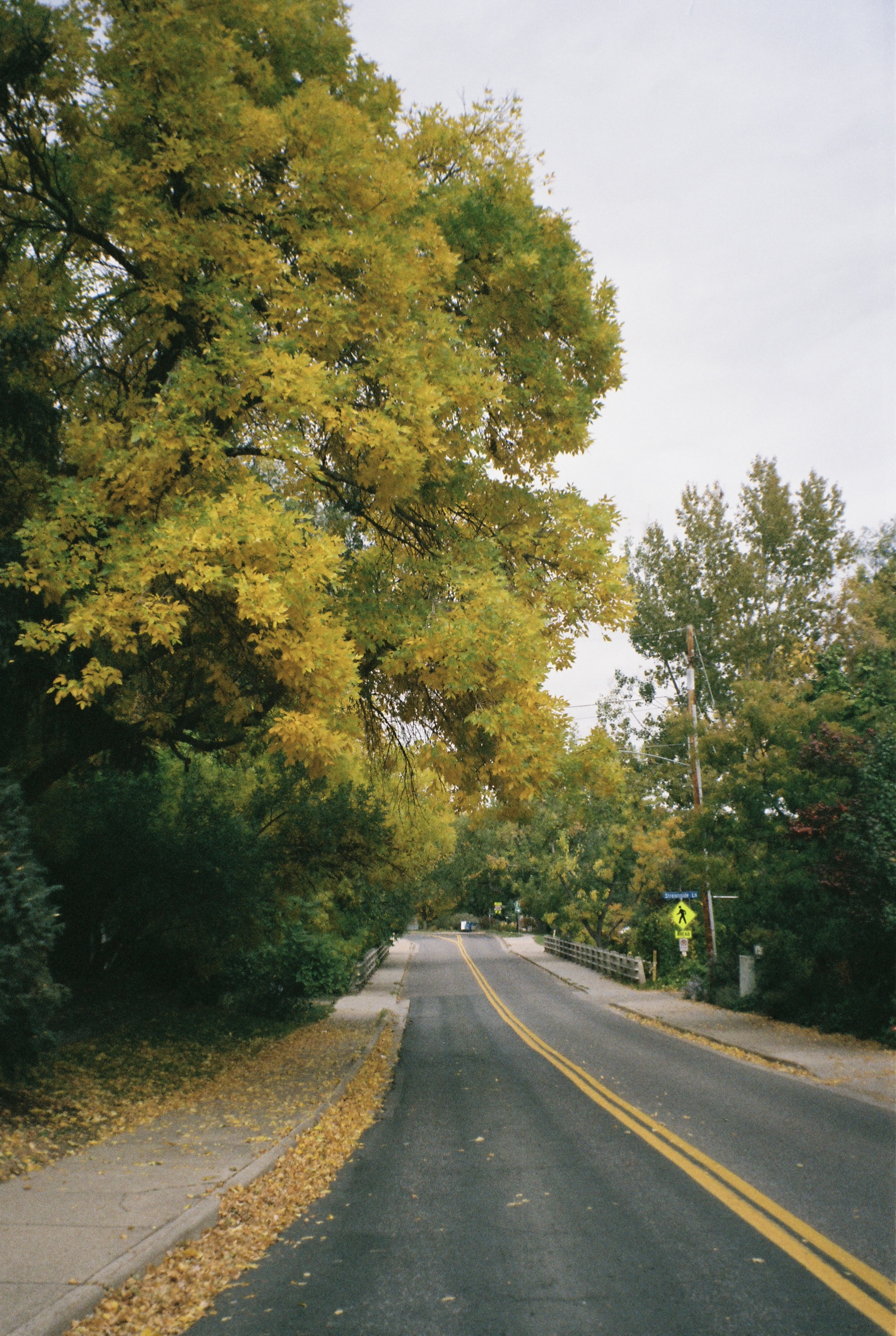 Giant tree changing colors